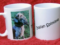 Italian Spinone