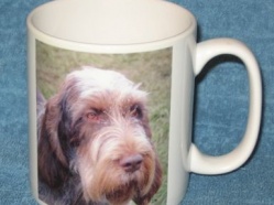 Italian Spinone