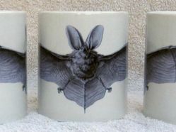 Worcester Bat Group