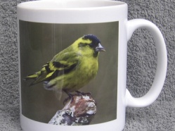 Siskin