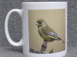 Greenfinch