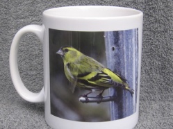 Siskin