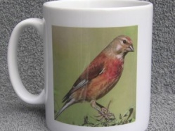 Linnet