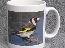 Goldfinch