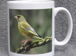 Greenfinch