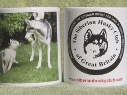 The Siberian Husky Club 2013 mug
