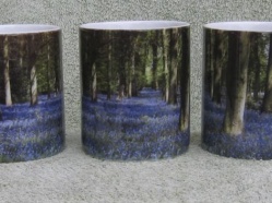 Bluebell Wood  (from the Cotswold Collection)