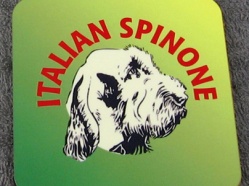 Italian Spinone Breed