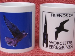 Worcester Peregrines