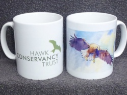 Matt-Hepplewhite-Hawk-Conservancy-Trust-Hawk.jpg