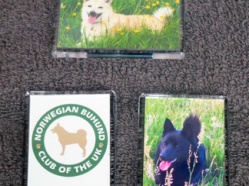 Norwegian Buhund Club