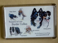 Border Collie 