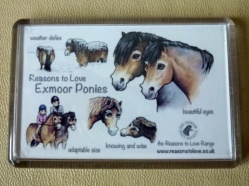 Nikki Moore Exmoor Pony Magnet.JPG