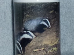 Bromyard PO - Badgers.JPG